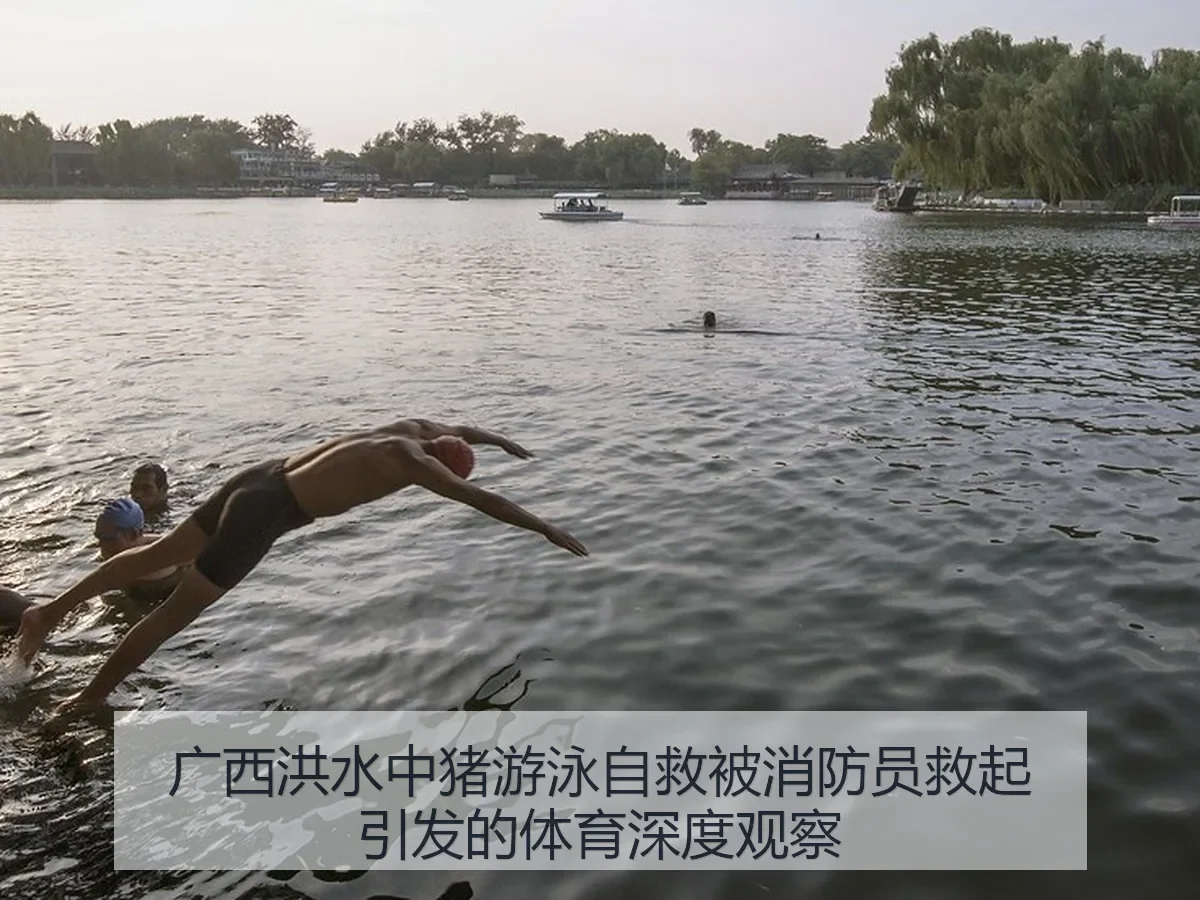 广西洪水中猪游泳自救被消防员救起引发的体育深度观察